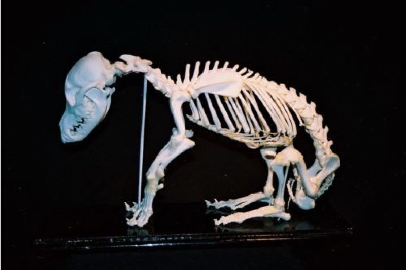 有利可图：3D打印犬类骨骼模型瞄准兽医学校