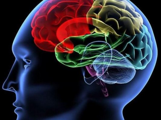 哈佛科学家3D打印凝胶大脑解褶皱之谜