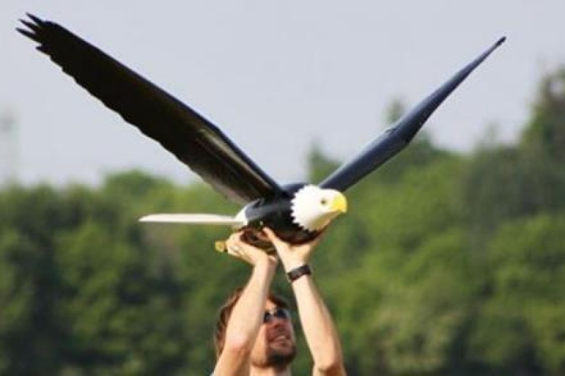 稻草人见多了，“稻草鹰”见过没？