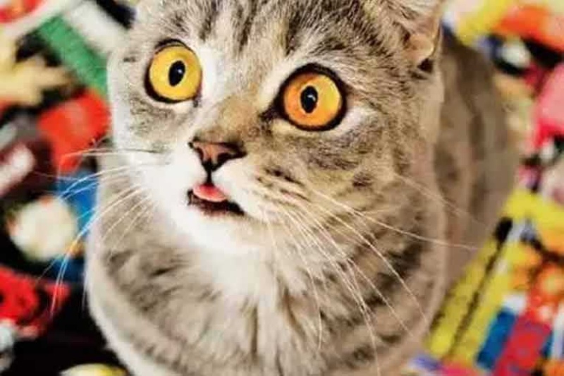 连续碳纤维3D打印在线研讨会——20分钟带您走进3D打印世界